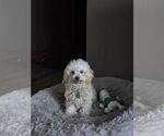 Small #3 Bichon Frise Mix