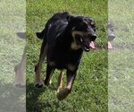 Small Photo #6 Mutt Puppy For Sale in Houston, TX, USA
