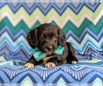 Small Photo #4 Cocker Spaniel-Unknown Mix Puppy For Sale in CHRISTIANA, PA, USA