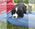 Small Photo #7 Bernese Mountain Dog-Goldendoodle Mix Puppy For Sale in LEETONIA, OH, USA