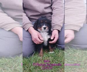 Bernedoodle (Miniature) Puppy for Sale in TOPEKA, Indiana USA