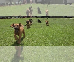 Bloodhound Puppy for Sale in FOLSOM, Louisiana USA