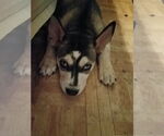 Small #6 Siberian Husky Mix