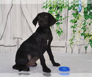 Unknown-Weimaraner Mix Dogs for adoption in Oroville, CA, USA