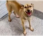 Small #1 German Shepherd Dog Mix