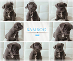 Small #6 French Bulldog