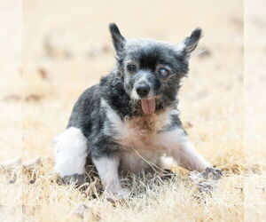 Pomeranian-Unknown Mix Dogs for adoption in Middlesex, NC, USA