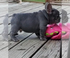 French Bulldog Puppy for sale in BOSTON, KY, USA