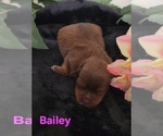 Small #6 Yorkipoo