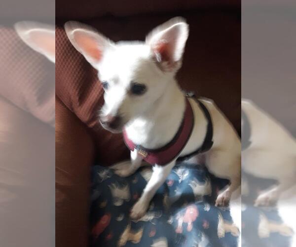 Medium Photo #4 Chihuahua Puppy For Sale in Rootstown, OH, USA