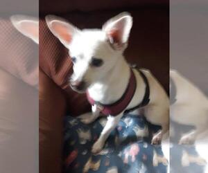 Lizzy - sweet, sweet senior - Female Chihuahua Dog for Adoption - Photo #4
