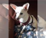 Small Photo #4 Chihuahua Puppy For Sale in Rootstown, OH, USA
