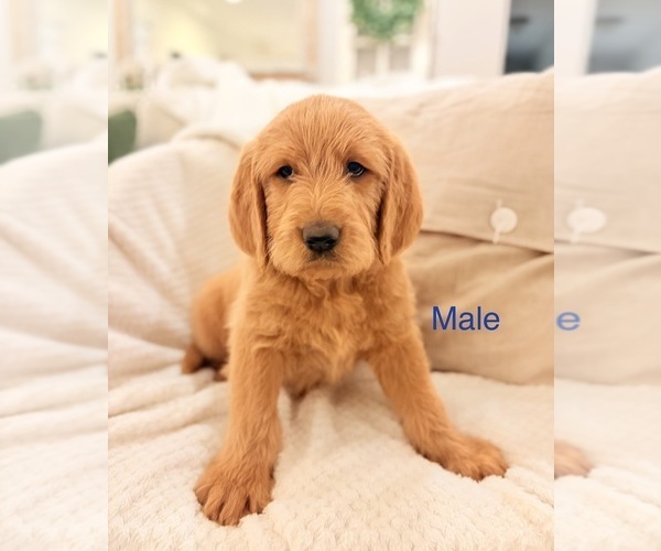 Medium Photo #9 Labradoodle Puppy For Sale in MONROE, LA, USA