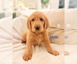 Small #8 Labradoodle
