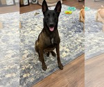 Echo - GA - Male Mutt Dog for Adoption - Small photo