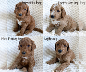Doodle-Goldendoodle Mix Puppy for sale in ANGIER, NC, USA