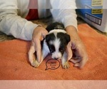 Small Photo #7 Australian Shepherd Puppy For Sale in BACHE, OK, USA