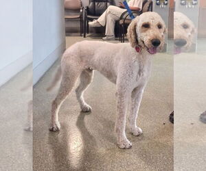 Goldendoodle Dogs for adoption in Glendale , AZ, USA