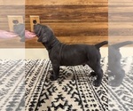 Puppy Seasmoke Cane Corso
