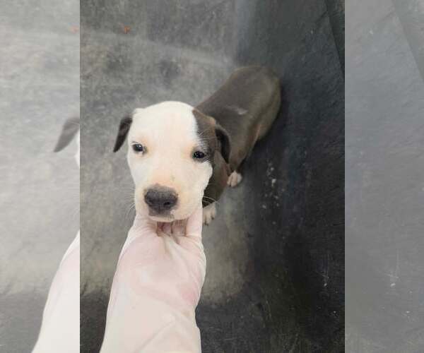 Medium Photo #1 Labrador Retriever-Unknown Mix Puppy For Sale in SHERBURNE, NY, USA