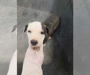 Labrador Retriever-Unknown Mix Dogs for adoption in SHERBURNE, NY, USA