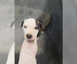 Small Labrador Retriever Mix