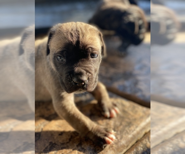 Medium Photo #2 Cane Corso Puppy For Sale in RIVERSIDE, CA, USA