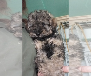 Cockapoo Puppy for sale in SPOTSYLVANIA, VA, USA