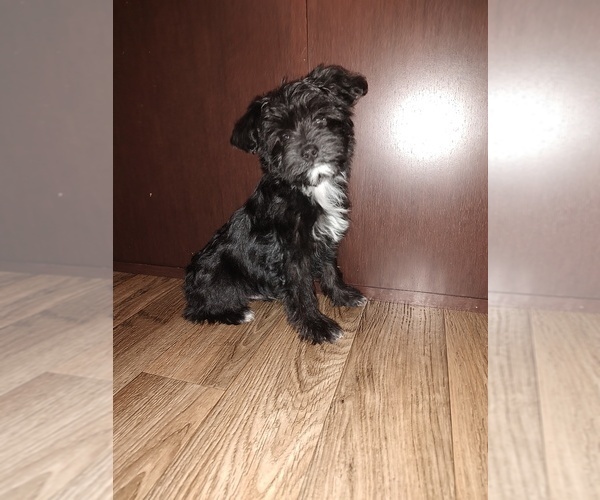 Medium Photo #10 YorkiePoo Puppy For Sale in LAPEER, MI, USA