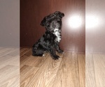Small Photo #10 YorkiePoo Puppy For Sale in LAPEER, MI, USA