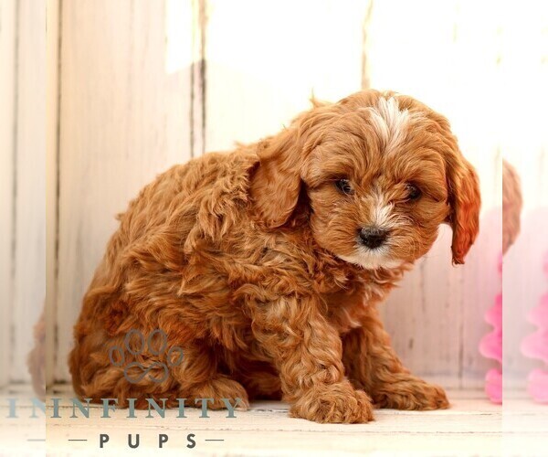 Medium Photo #4 Cavapoo (Miniature) Puppy For Sale in NEW HOLLAND, PA, USA