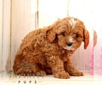 Small #3 Cavapoo (Miniature)