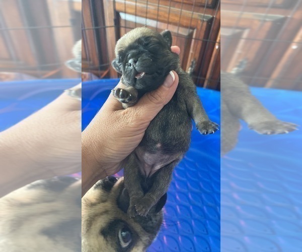 Medium Photo #4 Pug Puppy For Sale in HEREFORD, AZ, USA