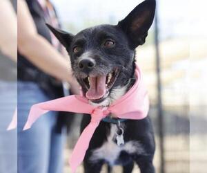 Mutt Dogs for adoption in San Antonio, TX, USA