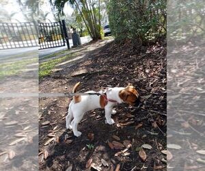 Jack Russell Terrier Puppy for sale in FORT MYERS, FL, USA