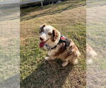Small #2 Australian Shepherd