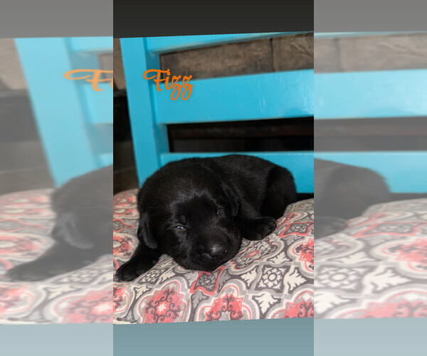 Medium Photo #9 Labrador Retriever Puppy For Sale in CLARKESVILLE, GA, USA