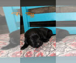 Small #8 Labrador Retriever