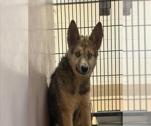 Gerberian Shepsky Dogs for adoption in Martinez, CA, USA