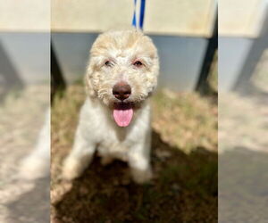 Sheepadoodle Dogs for adoption in Pacolet, SC, USA