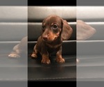 Small Photo #2 Dachshund Puppy For Sale in QUANAH, TX, USA