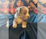 Small Photo #3 Miniature Australian Shepherd Puppy For Sale in HILLSBORO, KS, USA