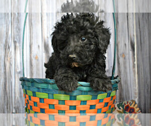 Poodle (Miniature) Puppy for sale in NILES, MI, USA
