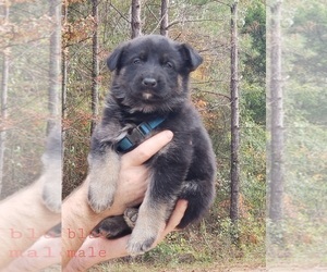 German Shepherd Dog Puppy for sale in CLANTON, AL, USA
