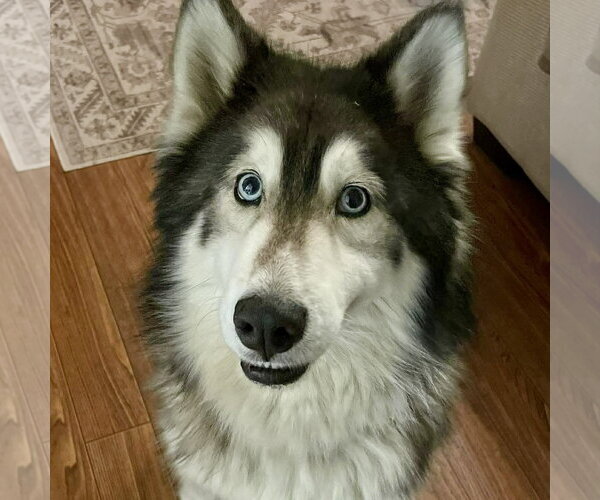 Medium Photo #2 Siberian Husky Puppy For Sale in Spring Lake, NC, USA