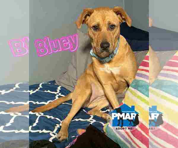 Medium Photo #2 Mutt Puppy For Sale in Binghamton, NY, USA