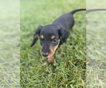 Small Photo #2 Dachshund Puppy For Sale in NORWALK, IA, USA