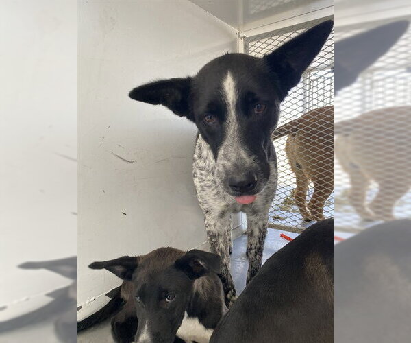 Medium Photo #1 Mutt Puppy For Sale in Bakersfield, CA, USA