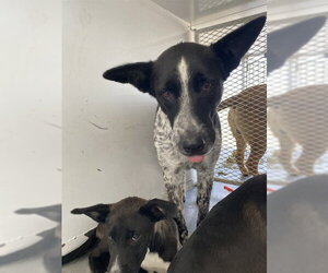 Mutt Dogs for adoption in Bakersfield, CA, USA