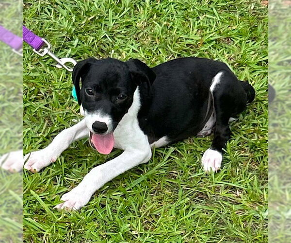 Medium Photo #3 Mutt Puppy For Sale in Tarrytown, GA, USA